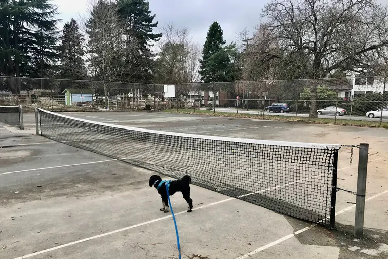 An Image of Tennis Courts at Guelph Park in Vancouver